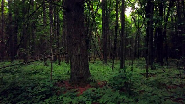 Cinematic aerial drone slowly backward slow motion slider Up North Michigan dense green forest later afternoon poison ivy oaks Red Wood peace nature hike bike trails Petoskey Harbor Springs Mackinaw