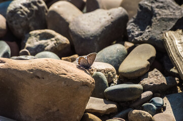 Fototapeta na wymiar Butterfly on a pebble beach in the sun.