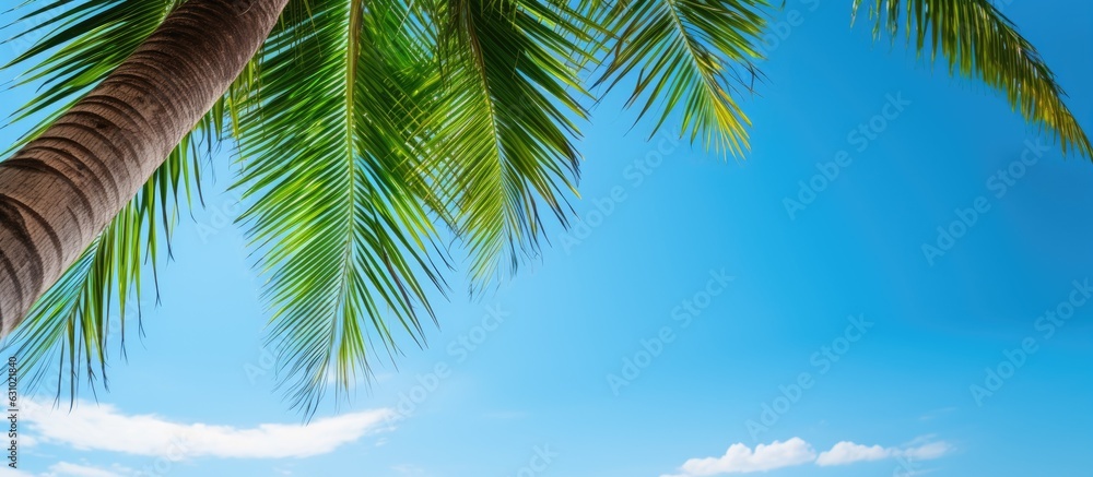 Poster a high-resolution image of a coconut palm tree with green branches against a blue sky background. th