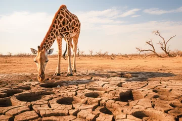Gordijnen giraffe in an arid and dry landscape during a severe drought, seeking water in a dangerous environment affected by climate change and global warming. © EdNurg