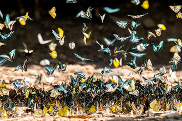Many tropical colorful Butterflies swarm eats minerals in salinized soil land at National Park...