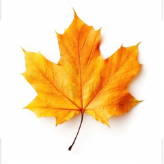 Fototapeta premium Autumn falling leaf isolated