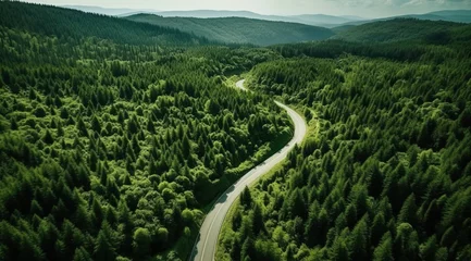  Aerial aerial road winding path forest tree canopy © olegganko