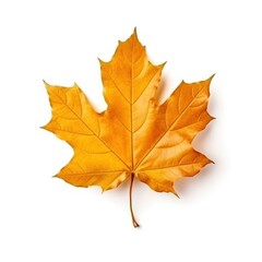 Naklejka na ściany i meble Autumn falling leaf isolated