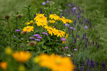 Fototapeta premium trawnik i łąka kwietna z bylin, rudbekie, jeżówki, flower meadow and lawn 