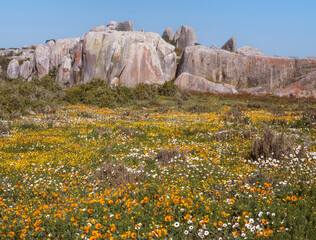 Wildflowers in the West Coast National Park - 631024688