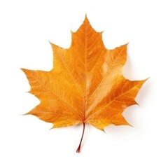 Fototapeta premium Autumn falling leaf isolated