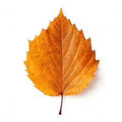 Obraz premium Autumn falling leaf isolated