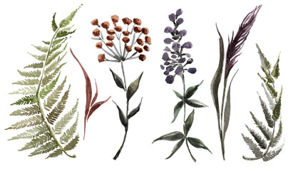 set of meadow withering herbs and autumn flowers: dusty green fern, dark purple flower and burgundy inflorescence, brown ear.hand drawn watercolor image for your design