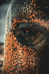 close up of an elephant