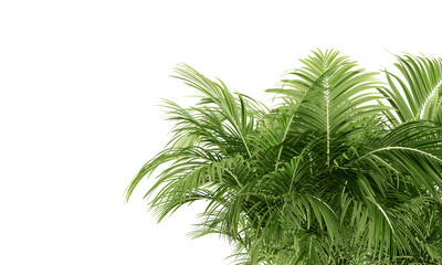 Obraz premium Palm leaf isolated on white