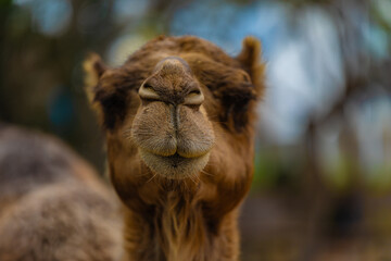 portrait of a camel