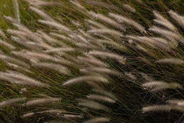 natural background: dry grass stems