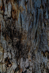 bark of a tree