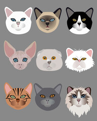 Obraz premium Cat breeds icon set flat style vector image