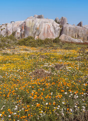 Wildflowers in the West Coast National Park - 631032255