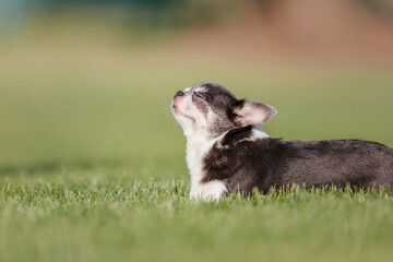 Obraz premium Cute chihuahua dog on green grass. Miniature dog walking outdoor