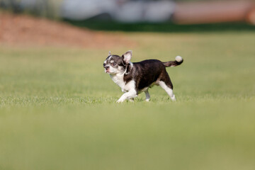 Cute chihuahua dog on green grass. Miniature dog walking outdoor