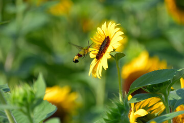 ホバリングしながらヒマワリの蜜を吸っているオオスカシバ