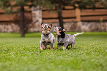 Naklejka na ściany i meble Australian cattle dog puppy outdoor. Blue heeler dog breed. Puppies on the backyard. Dog litter. Dog kennel