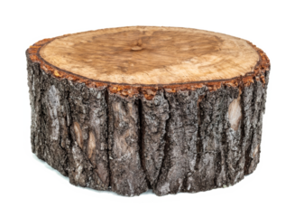tree stump isolated 