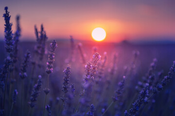 Blooming lavender flowers at sunset in Provence, France.