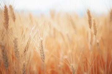 Ripe ears of wheat close up. Selective focus. © smallredgirl