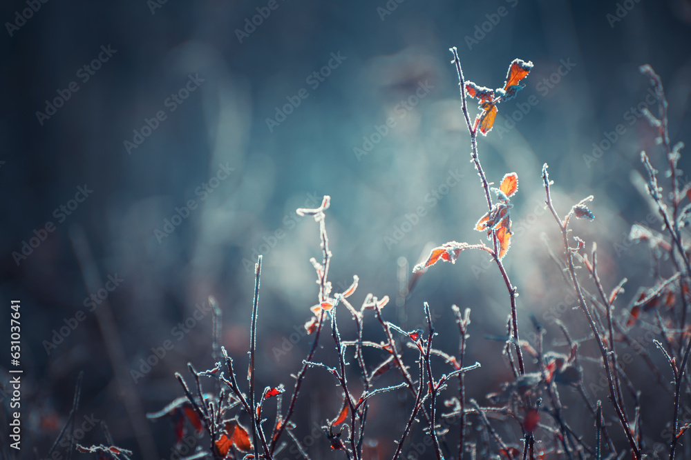 Wall mural Frost-covered trees with yellow leaves in autumn forest.