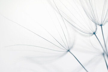 Big white dandelion in a forest at sunset. Macro image. Abstract nature background