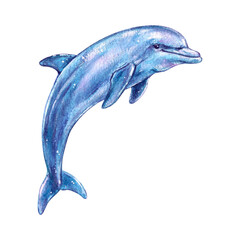 Fototapeta premium Watercolor blue dolphin isolated on white background. Artwork for ecology blog,print, sticker, aquapark, zoo, design element, oceanarium, education poster.