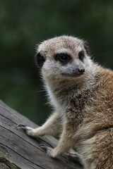 meerkat on guard