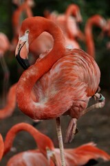 close up of a flamingo