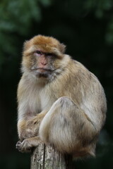 portrait of a macaque