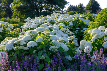 Hortensja krzewiasta (Hydrangea arborescens) kwitnąca w ogrodzie © Monika