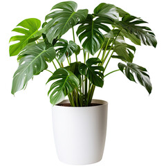Large houseplant in a white pot isolated on transparent background. Generative AI