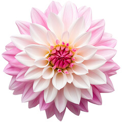 White and pink dahlia with a pink center isolated on transparent background. Generative AI
