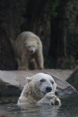 polar bear in zoo
