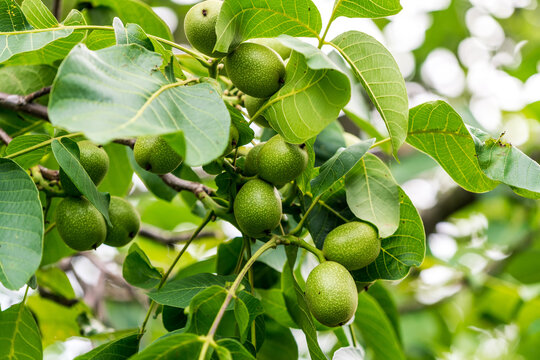 Photo of a tree filled with ripe green fruit