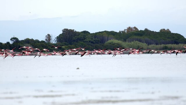 Many flamingos flying close above water