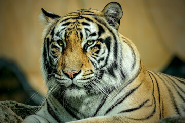 portrait of a bengal tiger