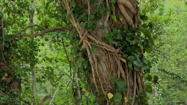 Lianas and ivy wrapped around trees in symbiotic way, ecosystem in forest