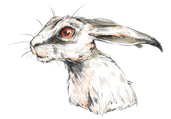 Bunte Zeichnung: Portrait vom Kopf eines neugierigen weißen Schneehasen im Profil