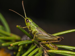 A small green grasshopper sits on the needles of a spruce branch.