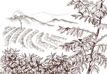 Hand drawn vector coffee plantation