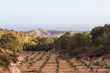 Neue Olivenbaumplantage im Area Recreativa Victoria de Rojas bei Aigües in der Provinz Alicante
