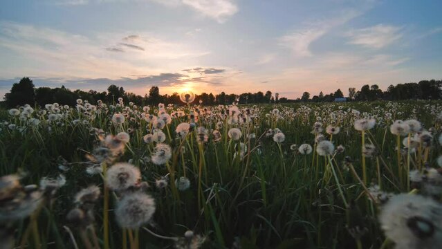 A meadow of dandelions on a summer evening at sunset.