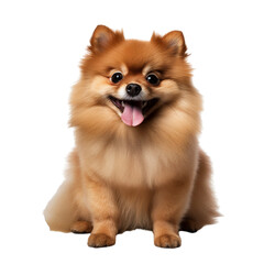 Cute Pomeranian full body on white background