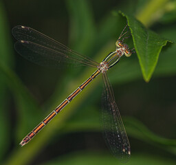 A small metallic dragonfly hung on a green leaf.