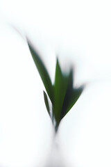 Palm tree leaves on a transparent matte interior wall. Abstract shadow black white coconut palm leaf shadow on a white wall Background. Blank copy space.
