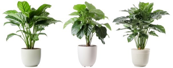 Big Green Fresh Houseplants Set. Interior Design Mockup. Front View. Ai Generative